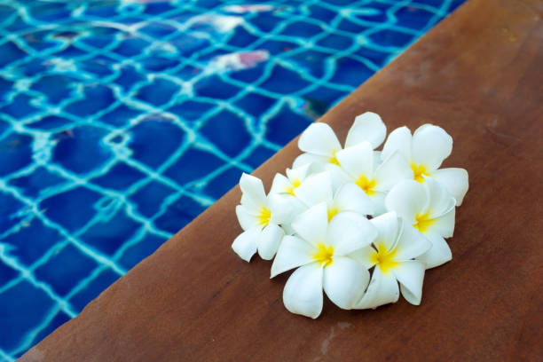 istock Floating frangipani flowers in the pool 1149071148