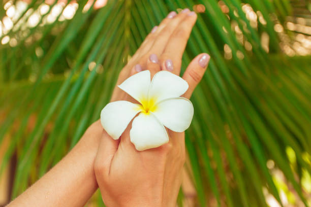 istock Frangipani flower in a woman's hand 1149071444