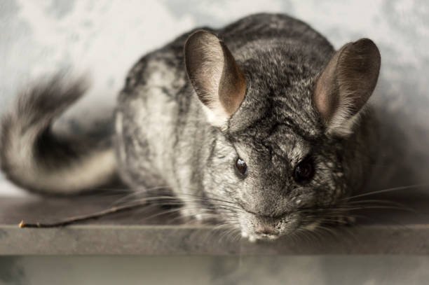 istock Chinchilla. Cute animal on a gray background 1149072268