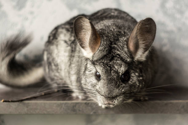 istock Chinchilla. Cute animal on a gray background 1149072354