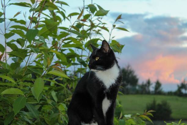 Portrait of a Tuxedo Cat Tuxedo cat tuxedo cat stock pictures, royalty-free photos & images