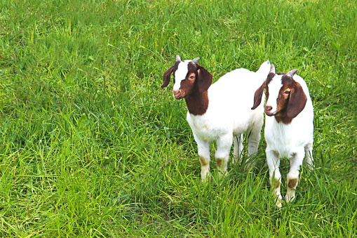 two boer kid goats standing side by side on a green pasture