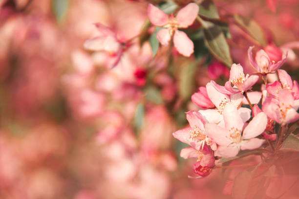 istock Gorgeous background with blooming coral cherry tree 1149074142
