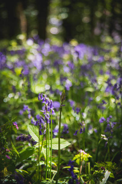 istock English bluebells 1149074377