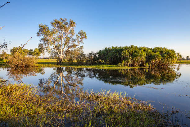 Billabong in the australian outback stock photo