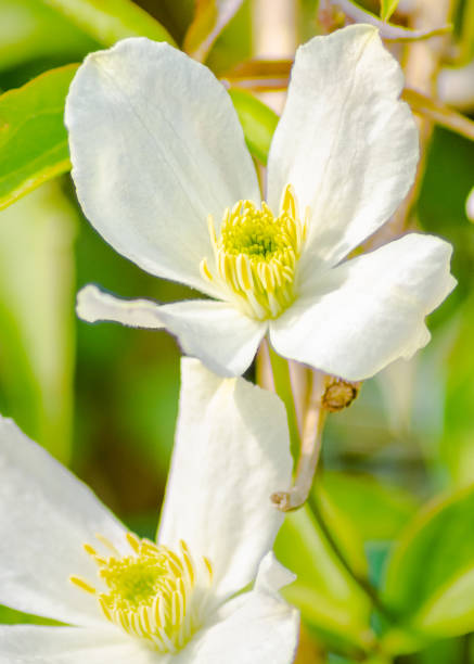 The Clematis plant is a very popular flower in domestic gardens due to its profuse floral displays and beautiful array of varieties – some 300 variants throughout the buttercup family.  It’s a climbing, deciduous plant and is of Chinese and Japanese origin.