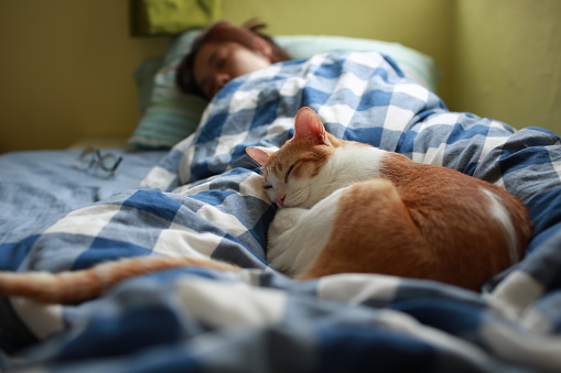 happy moment of cat and human