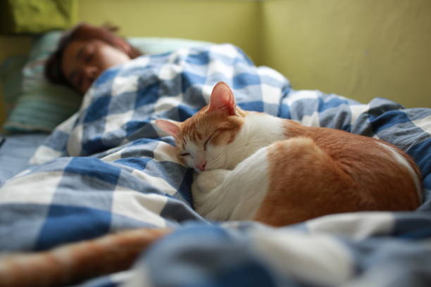 istock happy moment of cat and human 1149076471