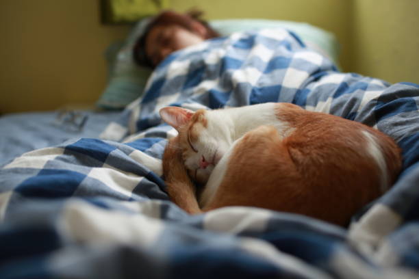 istock happy moment of cat and human 1149076540