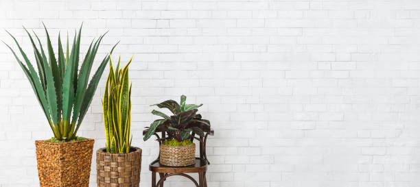 istock Houseplants and the chair over brick wall 1149077147