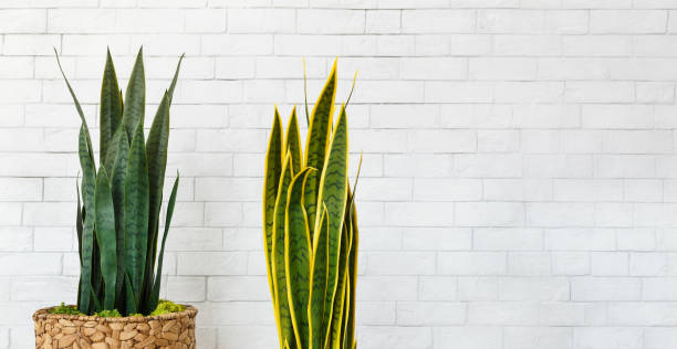 istock Interior decoration. Snake plants in pots on white background 1149077159