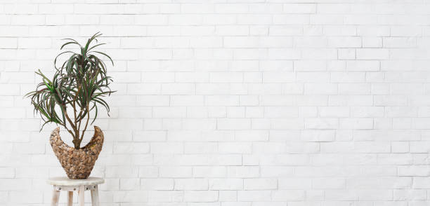 istock Houseplant palm in pot over white brick wall 1149077161