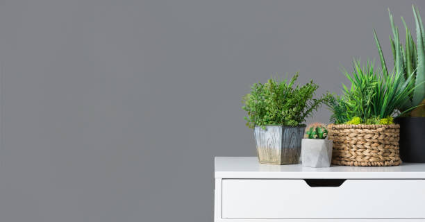 istock White table with evergreen houseplants on grey background 1149077176