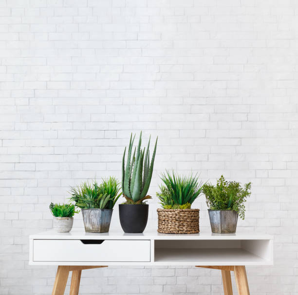 istock Aloe vera and evergreen plants in various pots, crop 1149077187