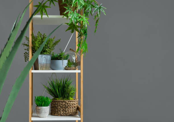 istock Evergreen plants in pots on the bookshelf 1149077194