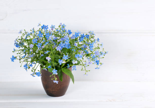 istock Forget-me-not flowers bouquet in clay vase 1149077361