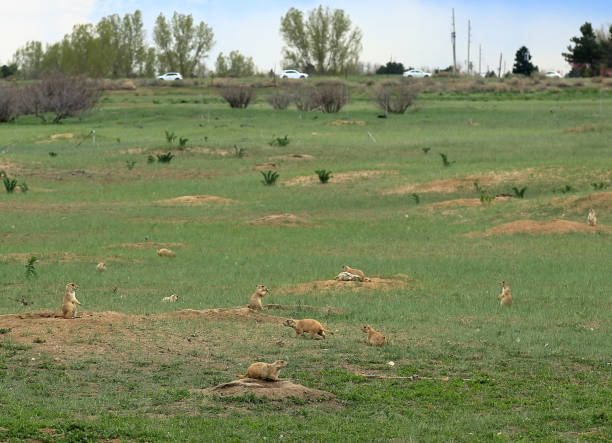 Prairie dogs colony in Cherry Creek State Park, Denver, Colorado