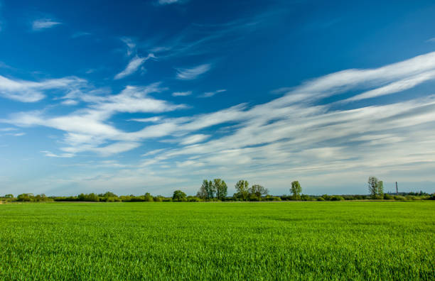 istock Green field, trees on the horizon and white clouds on blue sky 1149077959