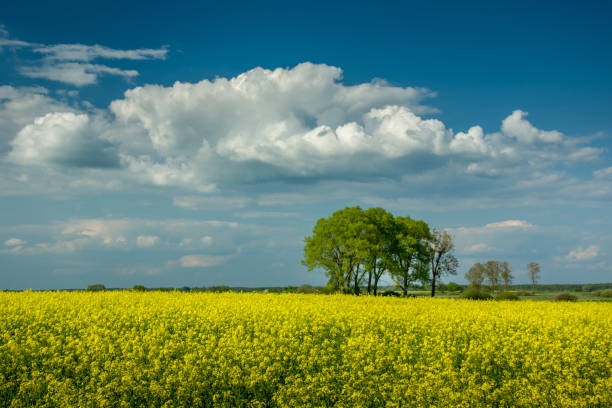 istock Field of yellow rape, green trees and white clouds on sky 1149077962