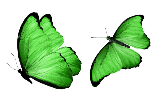 istock beautiful two green butterflies isolated on white background 1149079297