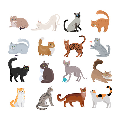 Set of icons with cats. Flat design vector. Variety breeds cats in different poses sitting, standing, stretching, playing, lying. For veterinary clinic, pet shop advertising. Collection of kittens