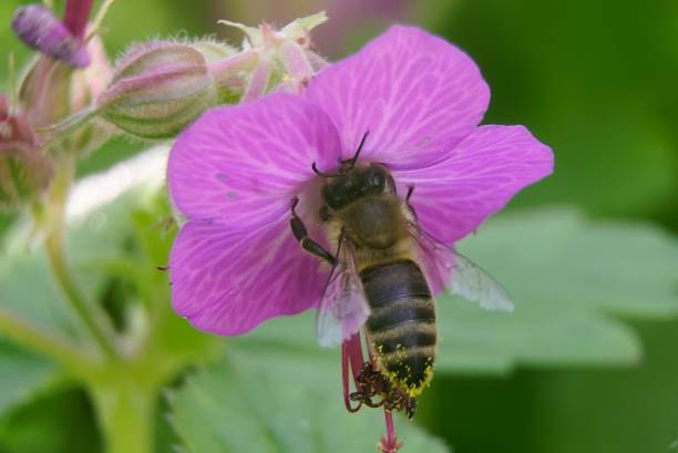 istock Honey Bee pollinating a flower 1149081561