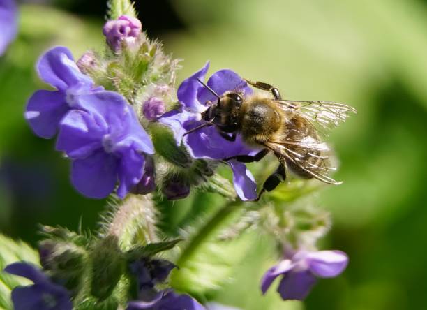 istock Honey Bee pollinating a flower 1149081696
