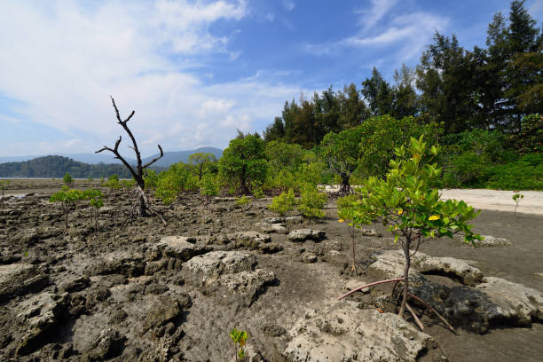 istock Andaman island, India 1149082429