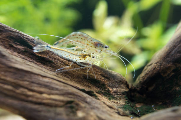 Fish in the aquarium