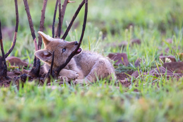 Lone Black Backed Jackal pup standing in short green grass explore the world