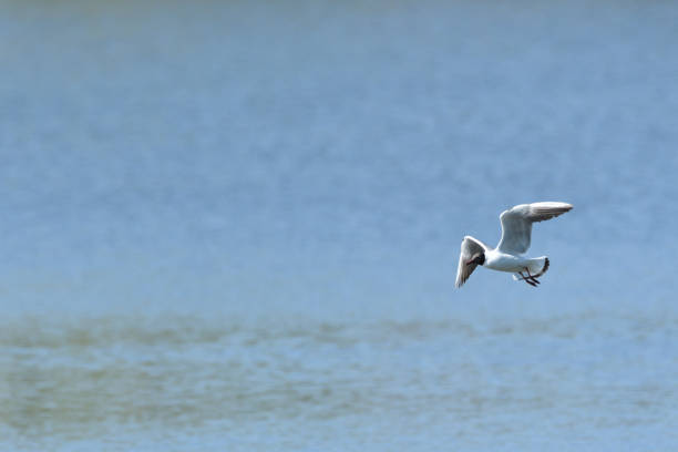 istock seagull flying over the surface of the pond and hunting fish 1149083656