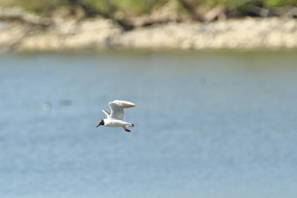 istock seagull flying over the surface of the pond and hunting fish 1149083735
