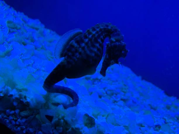 istock Sea horse in aquarium 1149083822