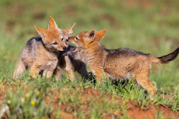istock Three Black Backed Jackal puppies play in short green grass to develop their skills 1149083875
