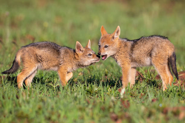 istock Two Black Backed Jackal puppies play in short green grass to develop their skills 1149083879