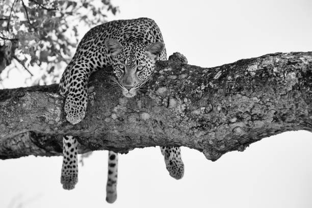 Leopard female resting in a thick branch a tree in a artistic conversion