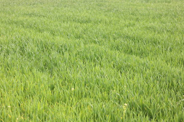 istock Natural green background with spring green grass 1149084755