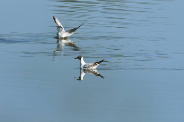 istock seagull flying over the surface of the pond and hunting fish 1149084807