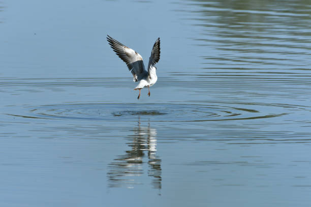 istock seagull flying over the surface of the pond and hunting fish 1149084898