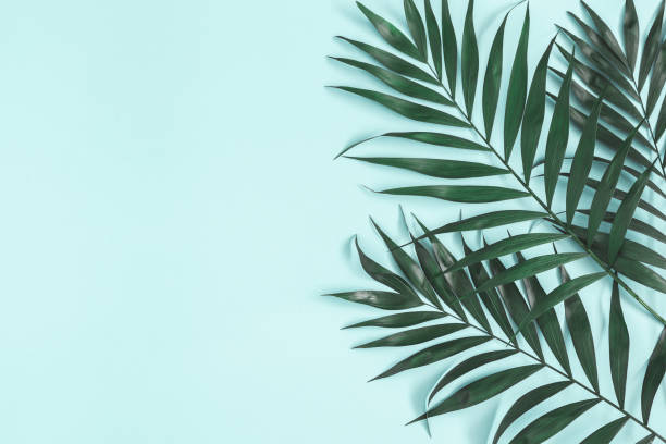 istock Palm leaves on pastel blue background. Summer concept. Flat lay, top view, copy space 1149085454