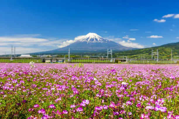 Shibazakura flower blossom field in front of JR Shinkansen Railway and mountain Fuji with clear sunny blue sky and white cloud, Shizuoka, Japan. Travel destination and sightseeing famous landmark.
