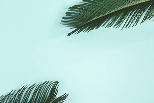 istock Summer composition. Palm leaves on pastel blue background. Summer concept. Flat lay, top view, copy space 1149086308