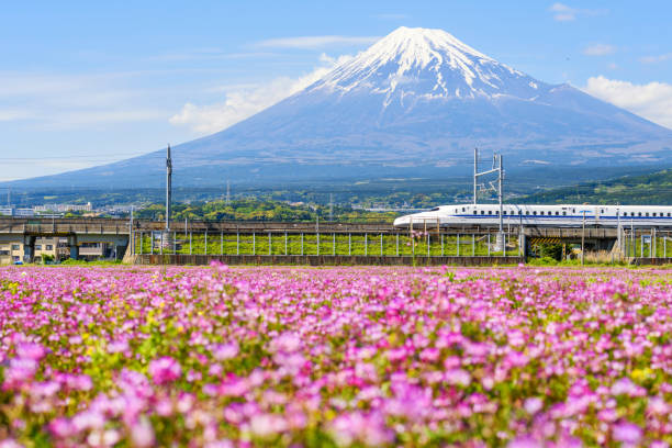 Shinkansen thundering to Mountain Fuji Shizuoka, Japan - May 05, 2017:  JR Shinkansen thundering to Mountain Fuji and Shibazakura at spring. N700 Bullet train transit between Tokyo and Osaka operated by Japan Railways company. bullet train mount fuji stock pictures, royalty-free photos & images