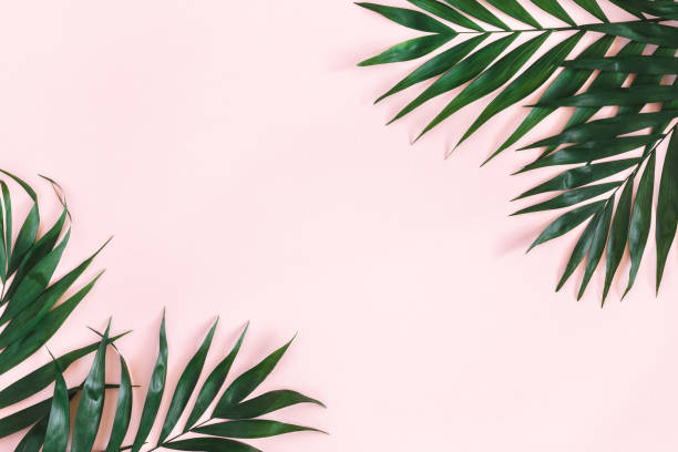 istock Summer composition. Tropical palm leaves on pastel pink background. Summer concept. Flat lay, top view, copy space 1149086450