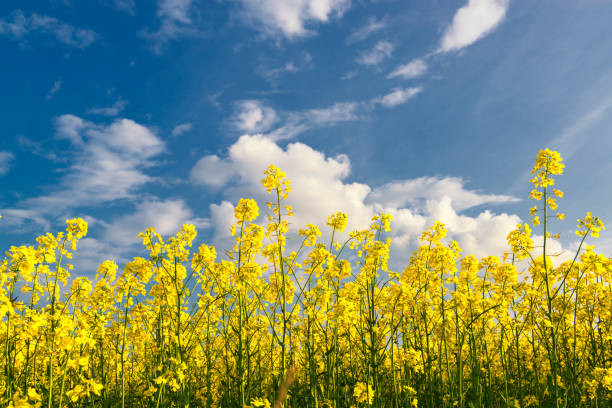 istock Bright canola field and blue sky. Spring at the countryside 1149086454