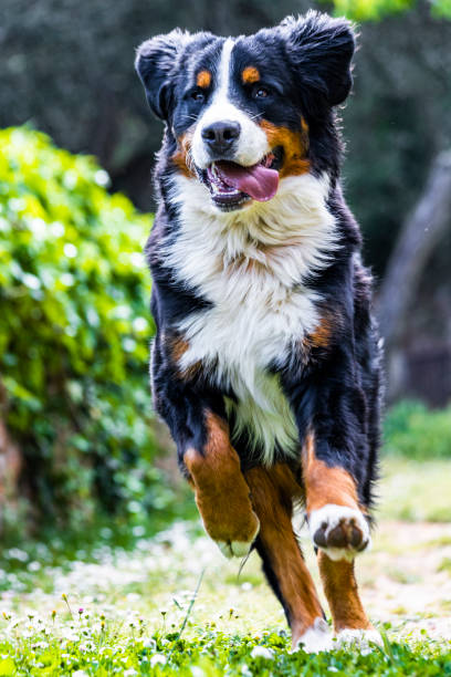 istock Bernese mountain dog running on a field 1149086754