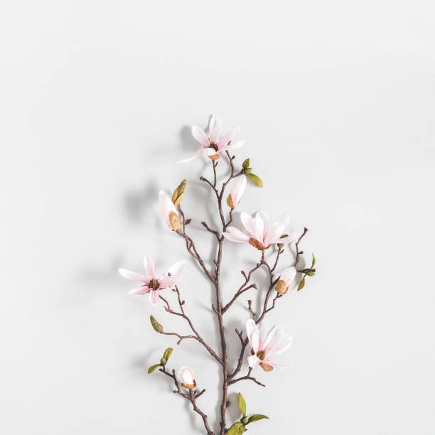 composición de flores. magnolia florece sobre fondo gris pastel. flat lay, vista superior - magnolia bloom fotografías e imágenes de stock
