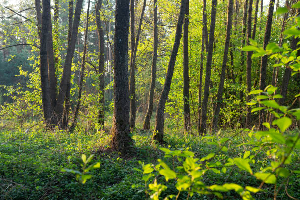 istock Summer green forest. Wild nature landscape. Trees in forest 1149087720
