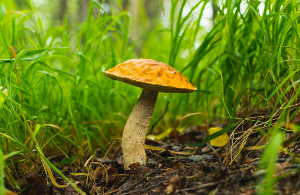 istock Brown mushroom - Leccinum scabrum , in meadow 1149088091