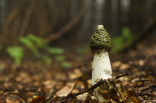 Phallus impudicus Linné in the forest. Photo has been taken in the natural environment.